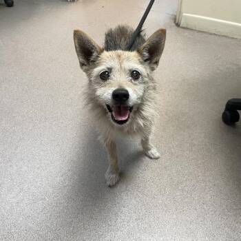 Noche -  Terrier and Mixed Breed Dog for Adoption in Pasadena, California - Noche | PetCurious