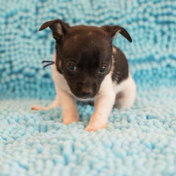 Terrier Dogs Available for Adoption in Hillsborough, North Carolina - Henry | PetCurious