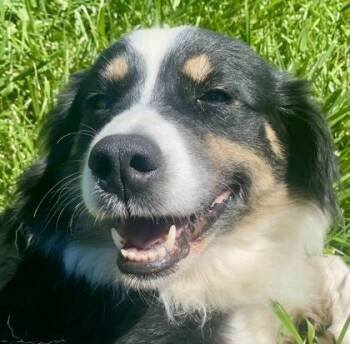 Luna -  Australian Shepherd Dog for Adoption in Glasgow, Kentucky - Luna | PetCurious