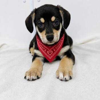 Shepherd and Labrador Retriever Dogs Available for Adoption in La Grange, Kentucky - Cashew | PetCurious