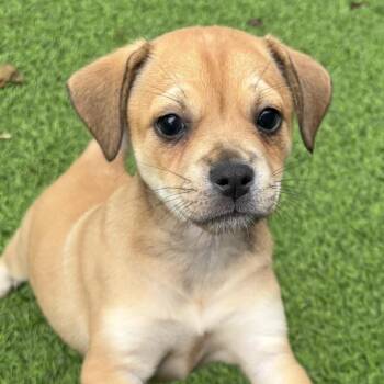 Swirl 2685 -  Mixed Breed Dog for Adoption in Loxahatchee Groves, Florida - Swirl 2685 | PetCurious