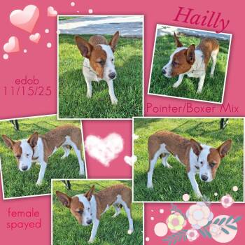 Pointer and Boxer Dogs Available for Adoption in Missouri City, Texas - Hailly MV14304-T | PetCurious
