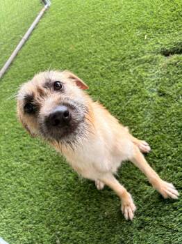 Mixed Breed and Wirehaired Terrier Dogs Available for Adoption in New York, New York - Wendy Darling | PetCurious