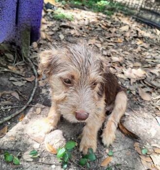 Liluna WV14582-T LOCAL Adoption Event in Woodinville 8/23 -  Schnauzer and Border Terrier Dog for Adoption in Missouri City, Texas - Liluna WV14582-T LOCAL Adoption Event In Woodinville 8/23 | PetCurious