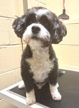 Lhasa Apso and Mixed Breed Dogs Available for Adoption in New Orleans, Louisiana - Orville | PetCurious