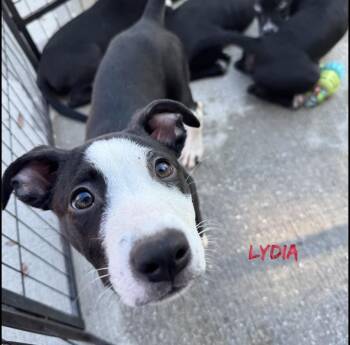 Lydia -  Rat Terrier and Pit Bull Terrier Dog for Adoption in Fort Pierce, Florida - Lydia | PetCurious