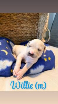 Willie - Hope -  American Bulldog Dog for Adoption in Lakeland, Florida - Willie - Hope | PetCurious