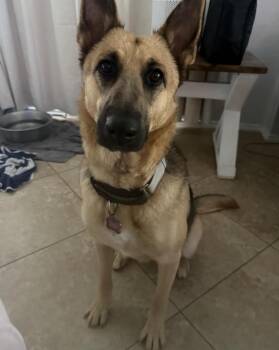 Rescue German Shepherd Dog Dogs for Adoption in Pflugerville, Texas - Saki | PetCurious