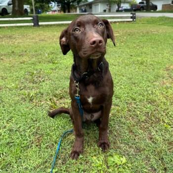 Gelato -  Labrador Retriever and Mixed Breed Dog for Adoption in Springfield, Missouri - Gelato | PetCurious