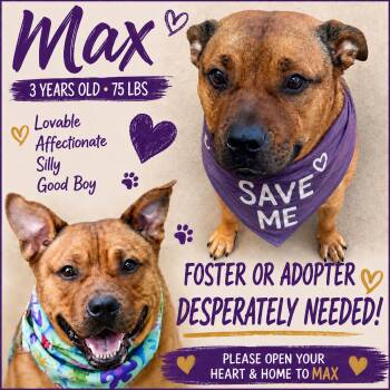 MAX - EUTH 8/20 -  American Staffordshire Terrier Dog for Adoption in Huntington, New York - MAX - EUTH 8/20 | PetCurious