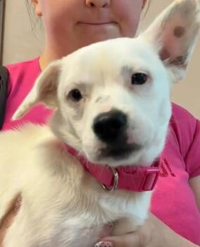 MATER -  Corgi and Jack Russell Terrier Dog for Adoption in Elizabethton, Tennessee - MATER | PetCurious