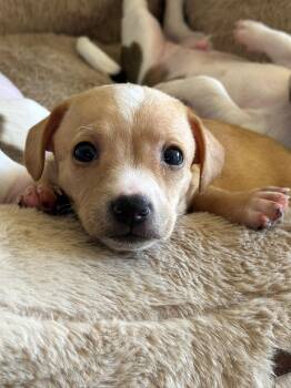 Rescue Chihuahua and Poodle Dogs for Adoption in Sherwood, Oregon - Twinkle | PetCurious