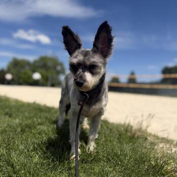 Miniature Schnauzer and Mixed Breed Dogs Available for Adoption in Spokane, Washington - Vali | PetCurious