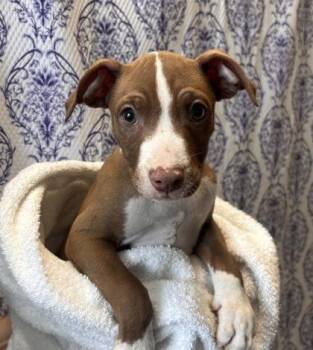 Jinu -  Terrier and Mixed Breed Dog for Adoption in Honolulu, Hawaii - Jinu | PetCurious