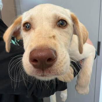 T-Bone -  Mixed Breed Dog for Adoption in Sand Springs, Oklahoma - T-Bone | PetCurious