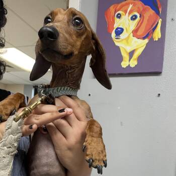 Dachshund Dogs Available for Adoption in Austin, Texas - Flute | PetCurious