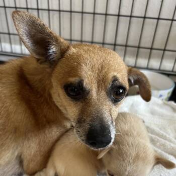 Mixed Breed Dogs Available for Adoption in Leander, Texas - Dairy Queen | PetCurious