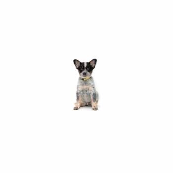Lamine Yamal -  Cattle Dog Dog for Adoption in Los Angeles, California - Lamine Yamal | PetCurious