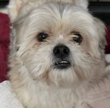 Shih Tzu and Mixed Breed Dogs Available for Adoption in Severance, Colorado - Nike | PetCurious