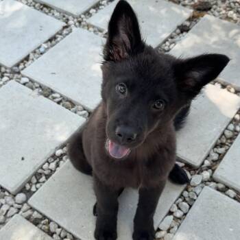 Flair -  Australian Shepherd and Mixed Breed Dog for Adoption in Pinellas Park, Florida - Flair | PetCurious