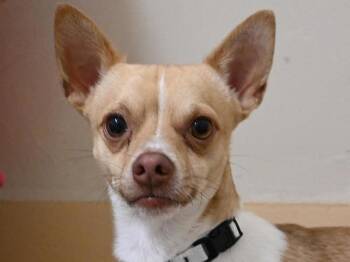 Timmy -  Chihuahua Dog for Adoption in Portland, Oregon - Timmy | PetCurious
