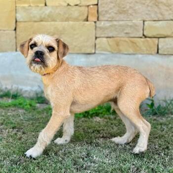 Border Terrier Dogs Available for Adoption in Vaughan, Ontario - Billy | PetCurious