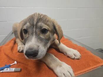 MONOPOLY -  German Shepherd Dog and Mixed Breed Dog for Adoption in Auburn, California - MONOPOLY | PetCurious