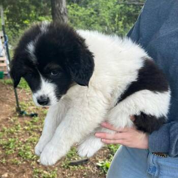 Anatolian Shepherd and Shepherd Dogs Available for Adoption in Pittsburg, Kansas - Izzy | PetCurious