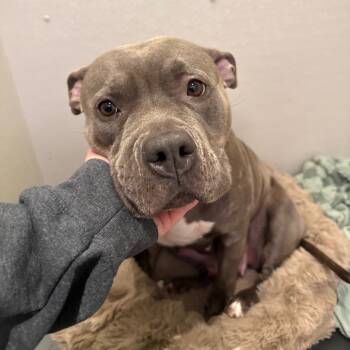 Rescue Mixed Breed Dogs for Adoption in New York, New York - Sterling | PetCurious