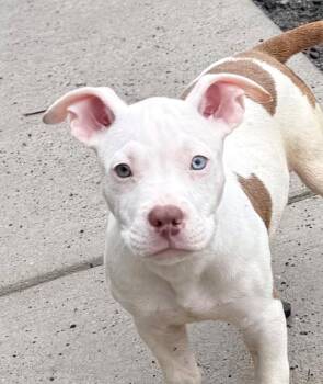 Marlon (53227/3244) -  Pit Bull Terrier Dog for Adoption in Manassas, Virginia - Marlon (53227/3244) | PetCurious