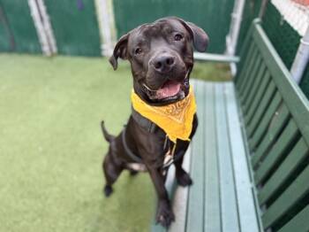 Rescue Mixed Breed Dogs for Adoption in New York, New York - Blue Baloo | PetCurious