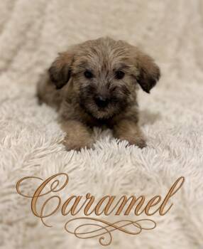 Goldendoodle and Labradoodle Dogs Available for Adoption in Iron Ridge, Wisconsin - Carmel | PetCurious