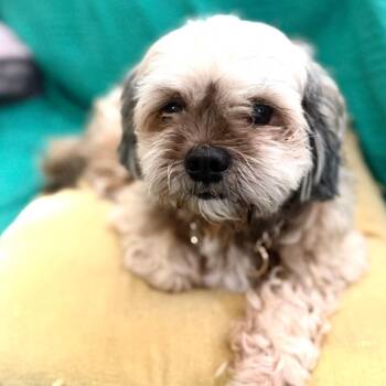 Cliff -  Shih Tzu and Mixed Breed Dog for Adoption in Fredericksburg, Virginia - Cliff | PetCurious