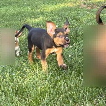 Jensen -  Mixed Breed Dog for Adoption in Fredericksburg, Virginia - Jensen | PetCurious