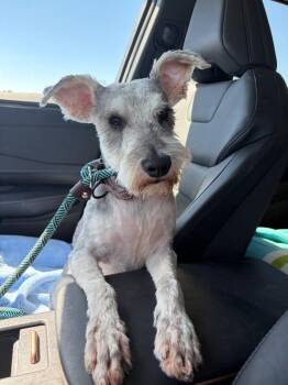 Pookie -  Miniature Schnauzer Dog for Adoption in Severance, Colorado - Pookie | PetCurious