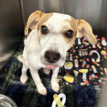 Missy -  Jack Russell Terrier and Mixed Breed Dog for Adoption in Beaumont, Texas - Missy | PetCurious