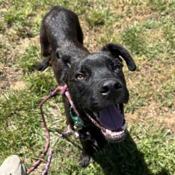 Boxer Dogs Available for Adoption in Greensboro, North Carolina - Banker | PetCurious