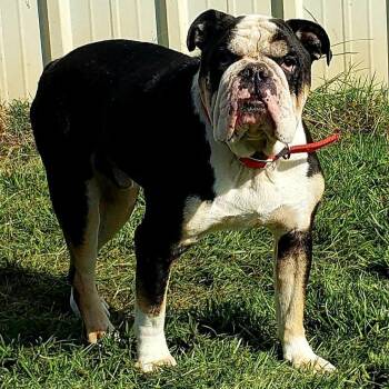 Sargent -  English Bulldog Dog for Adoption in Bryan, Texas - Sargent | PetCurious