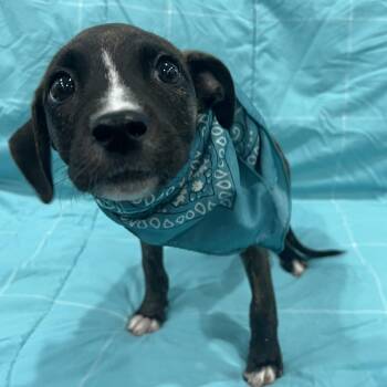 Tortilla -  Mixed Breed Dog for Adoption in Canal Winchester, Ohio - Tortilla | PetCurious