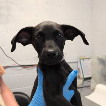 Construct -  Labrador Retriever and Hound Dog for Adoption in Hattiesburg, Mississippi - Construct | PetCurious