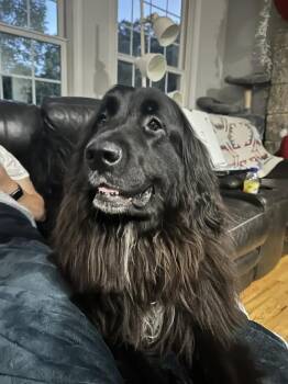 Lady Lobster -  Newfoundland Dog and Great Pyrenees Dog for Adoption in Ledyard, Connecticut - Lady Lobster | PetCurious