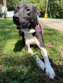 Pit Bull Terrier Dogs Available for Adoption - Chestnut | PetCurious