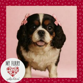 Cavalier King Charles Spaniel Dogs Available for Adoption - Duchess Of Dozing | PetCurious