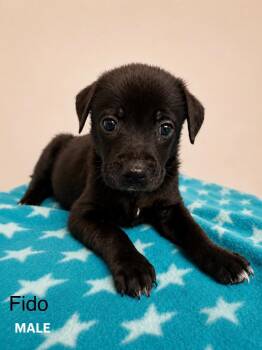 Fido -  Labrador Retriever and Mixed Breed Dog for Adoption in St. Augustine, Florida - Fido | PetCurious