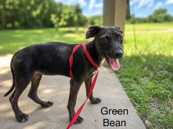 Green Bean -  Shepherd Dog for Adoption in Saint Francisville, Louisiana - Green Bean | PetCurious