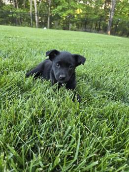 Labrador Retriever and Husky Dogs Available for Adoption in Barnhart, Missouri - Lucy | PetCurious