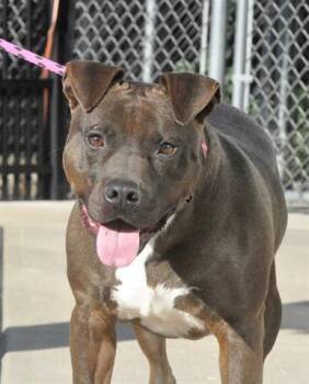 JIMMY -  Pit Bull Terrier Dog for Adoption in Canfield, Ohio - JIMMY | PetCurious