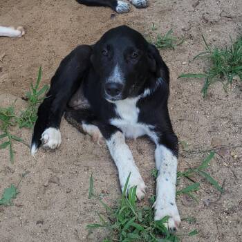 Nova -  Mixed Breed Dog for Adoption in Jena, Louisiana - Nova | PetCurious