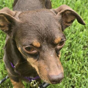 Bogey -  Dachshund and Mixed Breed Dog for Adoption in Springfield, Missouri - Bogey | PetCurious