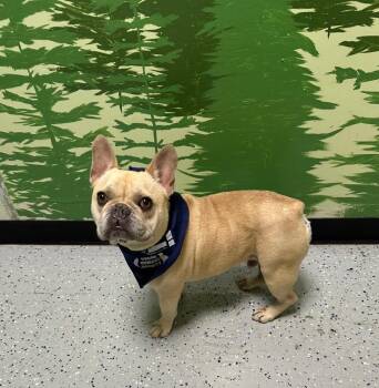 French Bulldog Dogs Available for Adoption - Jax | PetCurious